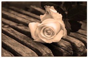 Obraz na plátne - Biela ruža na lavici 1224FA (100x70 cm)