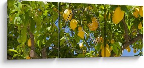 Obraz - Citrónovník (s hodinami) (90x30 cm)