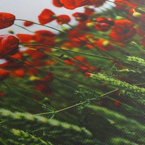 Obraz vlčích makov vo vetre (90x60 cm)