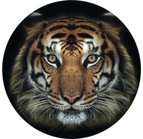 Fototapeta vliesová Tiger 95 cm
