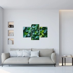 Obraz - Zelené rastliny (90x60 cm)