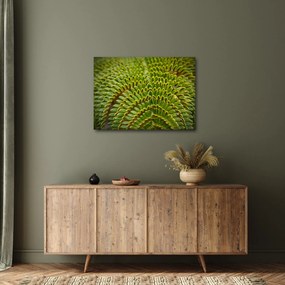 Obraz - Papraď (70x50 cm)