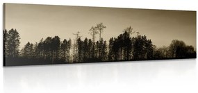 Obraz sépiový les - 120x40