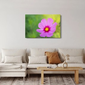 Obraz - lúčna kvetina (90x60 cm)