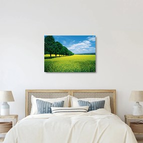 Sklenený obraz poľa s alejou (70x50 cm)