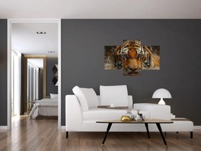 Obraz - Portrét tigra vo vode (90x60 cm)