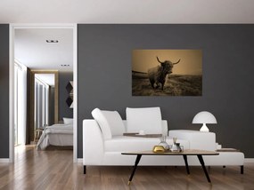 Obraz - Škótska krava v behu (90x60 cm)