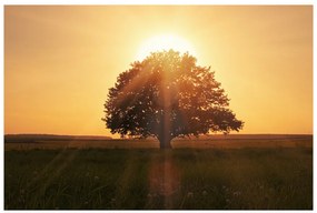 Fototapeta Vliesová Strom východ slnka 250x104 cm