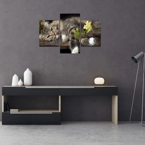 Obraz - Ležiaca mačka (90x60 cm)
