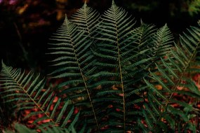 Umelecká fotografie Dark green fern foliage in the forest, Olena  Malik, (40 x 26.7 cm)