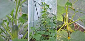 Bestent Záhradný fóliovník 2,5x4m s UV filtrom PROFI Garden