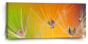 Sablio Obraz Odkvitnuté púpavy 2 - 110x50 cm