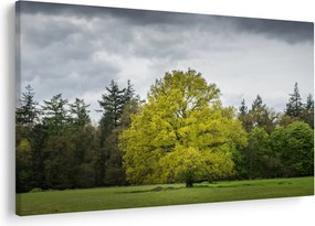 Obraz zeleného stromu uprostred poľa (90x60 cm)