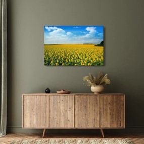 Obraz - pás slnečníc (90x60 cm)