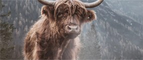 Obraz - Highlander krava (120x50 cm)