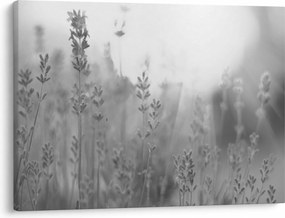 Obraz - Levanduľa (70x50 cm)