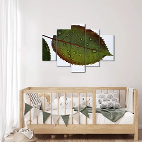 Obraz - List ruže (150x105 cm)
