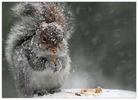Obraz - Veverička v zime (70x50 cm)
