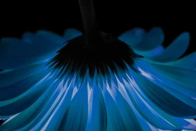 Fototapeta modrá gerbera
