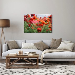 Obraz z poľa vlčích makov (90x60 cm)