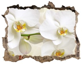 Samolepící nálepka fototapeta Orchidea nd-k-123330197