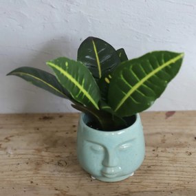 Kroton Codiaeum Petra baby