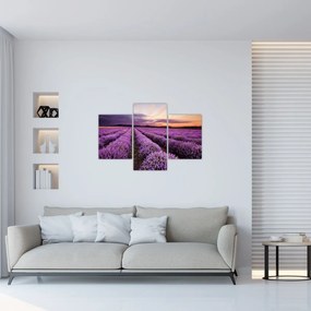 Obraz - Levanduľové pole pri západe slnka (90x60 cm)