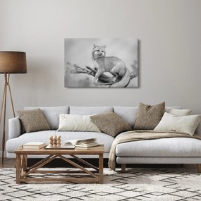 Obraz - Líška šedá (90x60 cm)