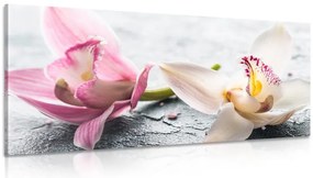 Obraz kvety orchidey