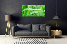 Skleneny obraz Listy kvapky rosy príroda 100x50 cm