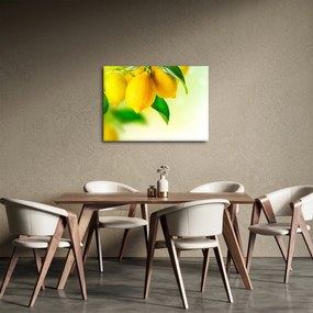 Obraz citrónov (70x50 cm)