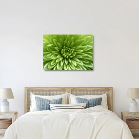 Sklenený obraz - Makro snímka rastliny (70x50 cm)