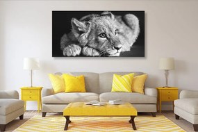 Obraz mláďa leva v čiernobielom prevedení Varianta: 100x50