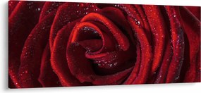 Obraz - Červená ruža s kvapkami rosy (120x50 cm)