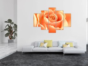 Obraz - Ruža, marhuľová farba (150x105 cm)