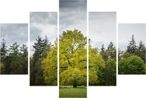 Obraz zeleného stromu uprostred poľa (150x105 cm)