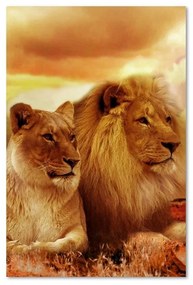Obraz na plátně, Lvi Afrika Zvířata - 40x60 cm