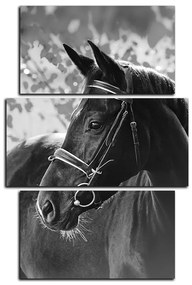 Obraz na plátne - Čierny kôň - obdĺžnik 7220QC (90x60 cm)