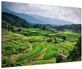 Obraz ryžových polí (90x60 cm)