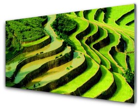 Skleneny obraz Pole ryža les umenie 125x50 cm
