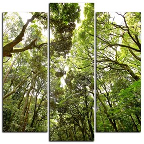 Obraz na plátne - Zelené stromy v lese - štvorec 3194C (75x75 cm)