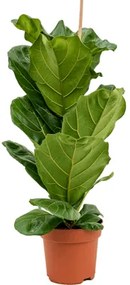 Ficus lyrata 1pp 21x100 cm