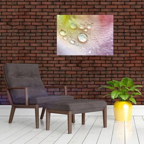 Obraz - Kvapky rosy (70x50 cm)