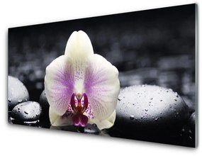 Skleneny obraz Kvet kamene rastlina 100x50 cm