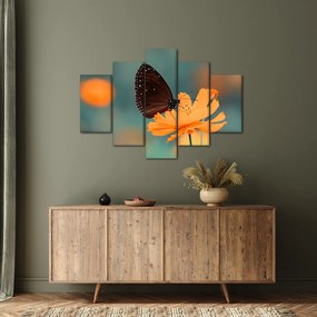 Obraz - motýľ na oranžovom kvete (150x105 cm)