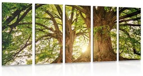 5-dielny obraz majestátne stromy - 200x100