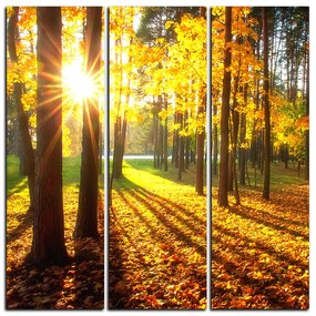 Obraz na plátne - Jesenný les - štvorec 3176B (105x105 cm)
