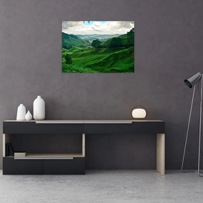Obraz - Čajové plantáže v Malajzii (70x50 cm)