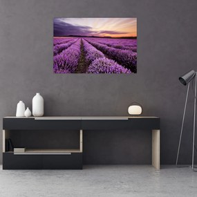 Obraz - Levanduľové pole pri západe slnka (90x60 cm)