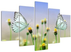 Obraz motýľov na kvetine (150x105 cm)